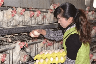 行業觀察：動保行業十年營銷變遷
